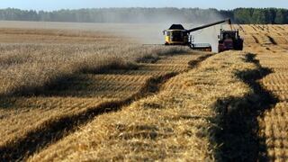 Rusia reina en el mayor mercado de trigo del mundo
