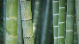 El bambú, la planta de los 10 mil usos que despierta inversiones: dos experiencias en la selva