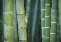 El bambú, la planta de los 10 mil usos que despierta inversiones: dos experiencias en la selva