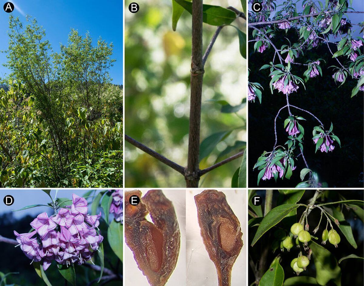 Coutaportla Lorenceana. | Fotos por Arturo Castro-Castro (A–D, F) y Helga Ochoterena (E).