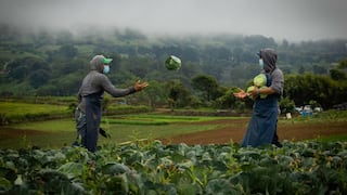 Agricultores del norte de Panamá lo están perdiendo todo en medio de la crisis minera