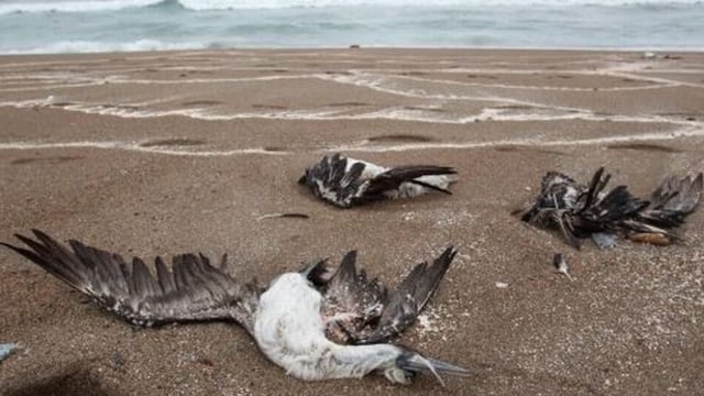 Fenómeno El Niño, no la gripe aviar, es causa de muerte de cientos de aves en México