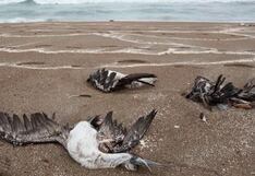 Fenómeno El Niño, no la gripe aviar, es causa de muerte de cientos de aves en México