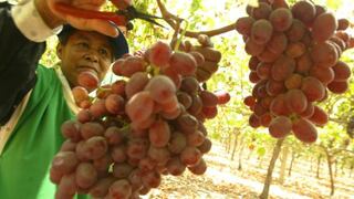 La producción de uva de mesa aumenta 20% en la presente campaña agrícola