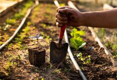 Mercado alimentario en Perú: los beneficios de producir alimentos orgánicos