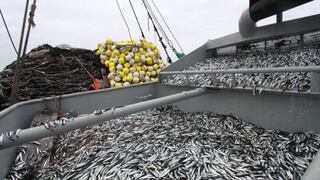 Produce: Pesca de juveniles de anchoveta es menos de la mitad de lo proyectado por Imarpe