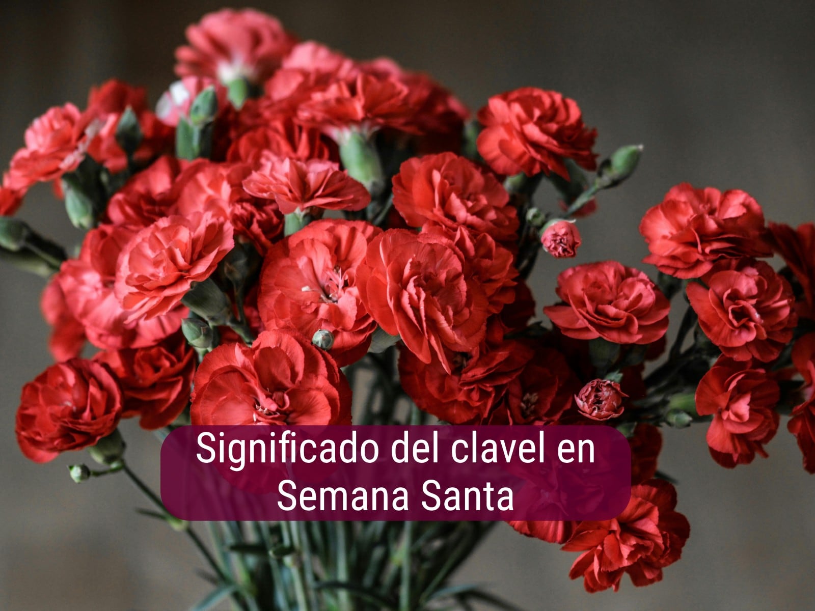 SEMANA SANTA | El clavel de color rojo tiene un poderoso significado en estos días de reflexión. (Foto: Foto monicore en Pexels / Composición)