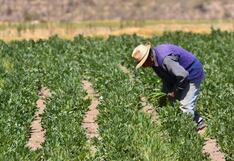Lluvias causan hasta la fecha pérdida de más de 5,500 hectáreas de tierras de cultivo