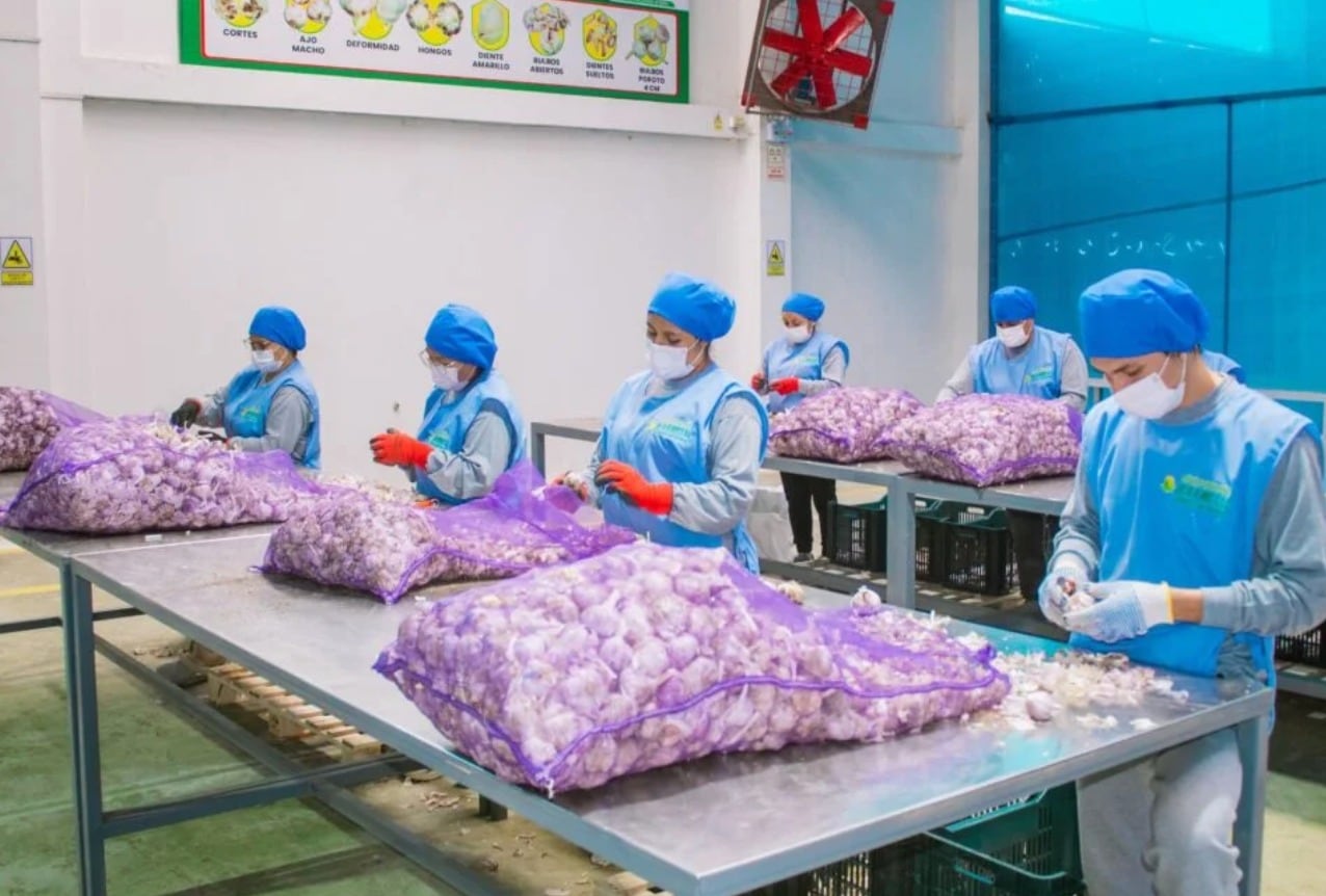 El ajo peruano afronta precios bajos ante la competencia del producto chino en Estados Unidos y México.