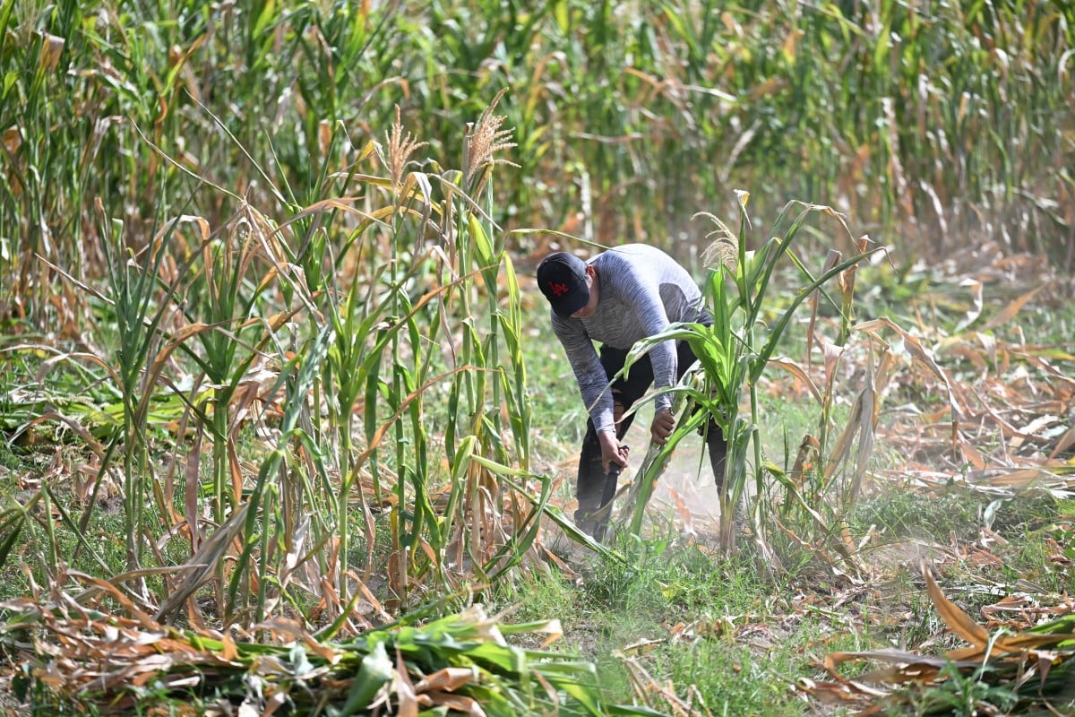 Un agricultor cosecha maíz dañado por la sequía en Tecoluca, departamento de San Vicente, El Salvador, el 26 de agosto de 2026. La cosecha perdida se utilizará como alimento para el ganado, mientras que la falta de lluvias, asociada al fenómeno de El Niño, ha causado pérdidas económicas a muchos agricultores. El Salvador declaró alerta roja por sequía meteorológica y agrícola a nivel nacional el 25 de agosto de 2026. (Foto: Marvin RECINOS / AFP)