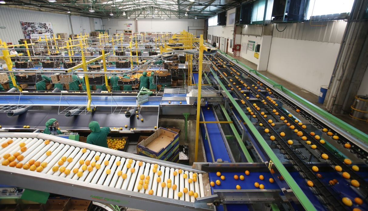 Procesadora Torre Blanca exporta paltas y mandarinas a Canadá, China, Estados Unidos, Europa, Reino Unido, Rusia, Centroamérica y Latinoamérica. (Foto: GEC).
