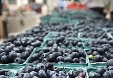 Autorizan ingreso de 150,000 plantas de arándano desde Chile