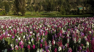 Exportaciones de flores peruanas alcanzó los US$ 8.1 millones entre enero a agosto