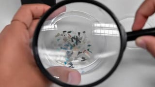 Los patógenos hacen ‘autostop’ y usan los microplásticos para llegar al mar