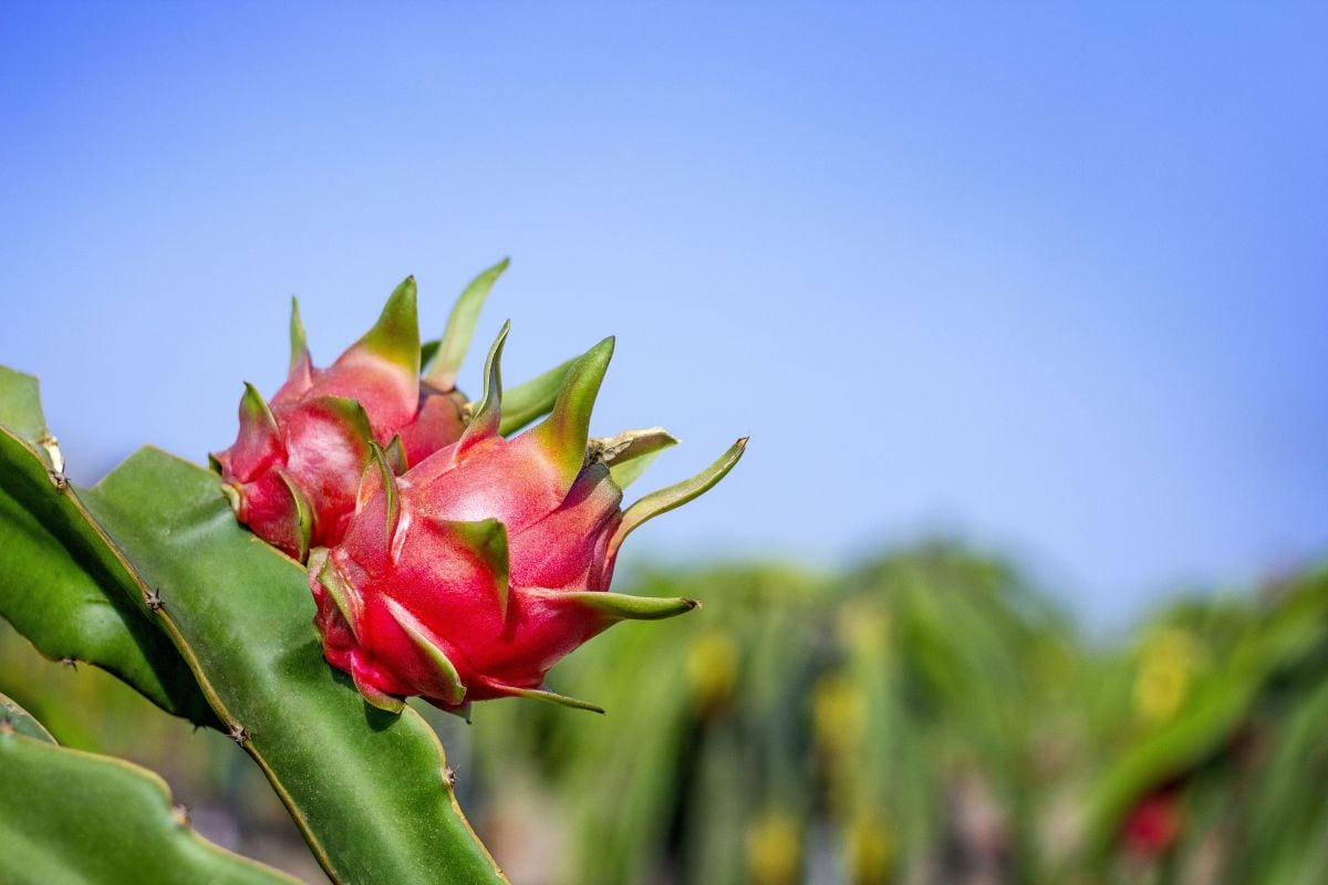Baleno se ha enfocado en producir la variedad Undatus Vietnam (roja pulpa blanca).