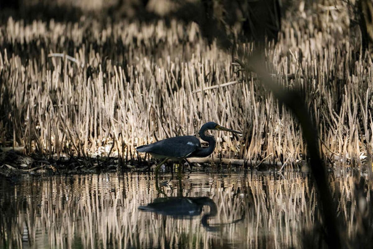 Sin embargo, estos resultados no han sido validados con datos de campo y estos estudios no consideran la variabilidad en las características físicas del bosque a lo largo de su perfil.(Foto: EFE)