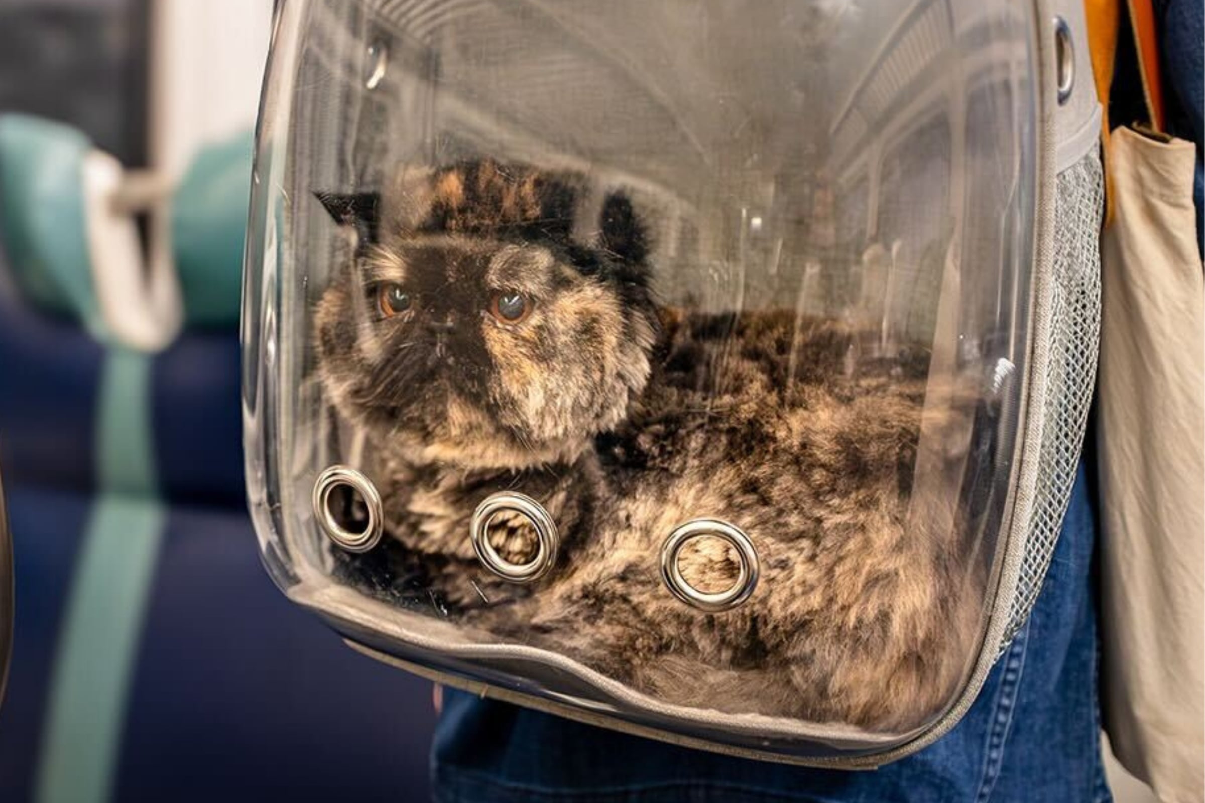Un gato en el transporte público de la ciudad de Nueva York (Foto: MTA)