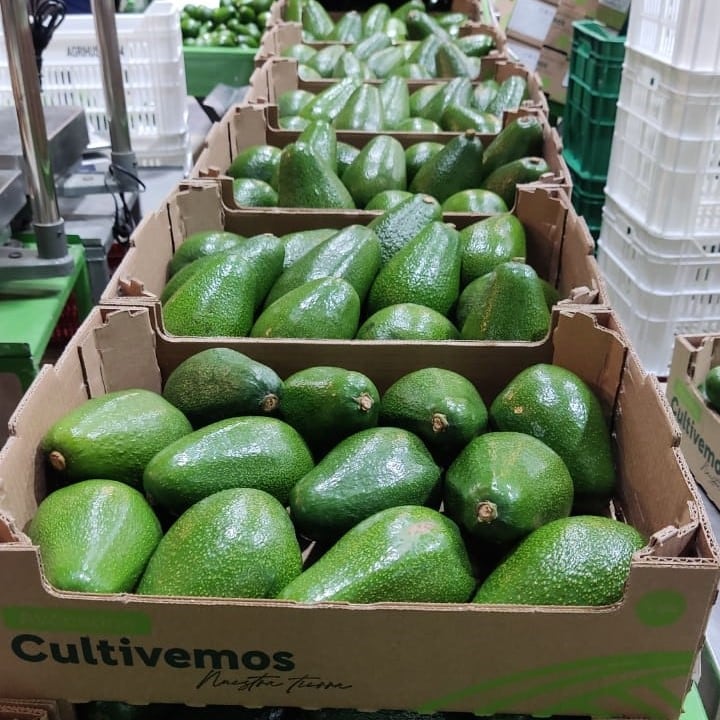 En el plano comercial, Europa sigue siendo el principal destino de la palta Hass, aunque también destacan mercados como Rusia y Japón.