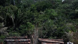Serfor: proyecto que modifica Ley Forestal y de Fauna puede afectar los bosques y Amazonía