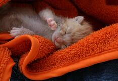 China clona por primera vez un gato usando equipamientos, reactivos y consumibles