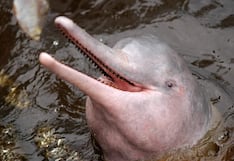 La crisis climática amenaza la vida de los delfines rosados del Amazonas