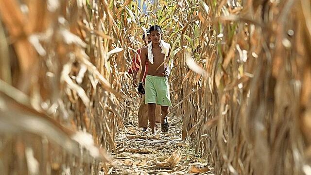 Indocumentados agrícolas de Florida en alerta ante redadas masivas en EE.UU.