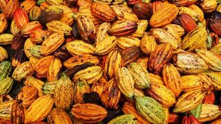 ICCO prevé déficit mundial de 181,000 toneladas de cacao en periodo 2021-2022