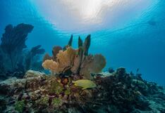 Expertos analizarán en Costa Rica el diagnóstico de salud de los océanos