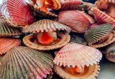 Acuapesca concreta ingreso de conchas de abanico a Paraguay y se acerca a Argentina