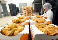 AgroAndino busca sumar 37 hectáreas de aguaymanto en Cajamarca hacia octubre