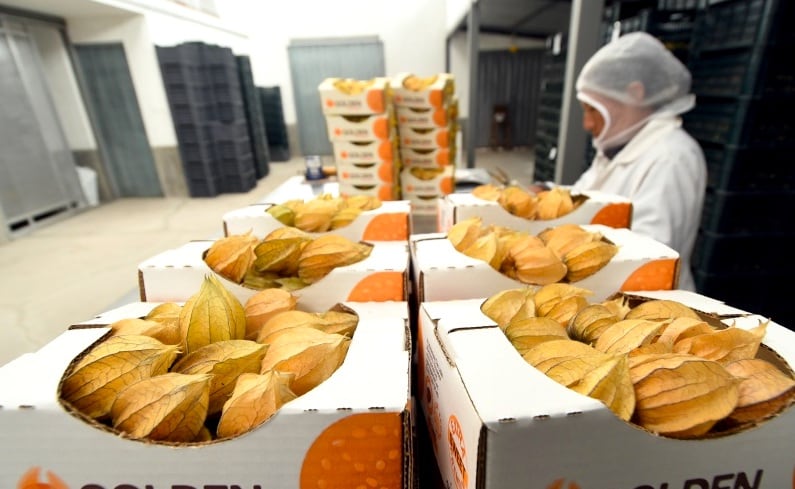 Agroandino Perú continúa expandiendo sus mercados con uchuvas (aguaymanto) orgánicas secas y se encuentra preparando para empezar los despachos hacia Estados Unidos. (Foto: Referencial - El Universo).