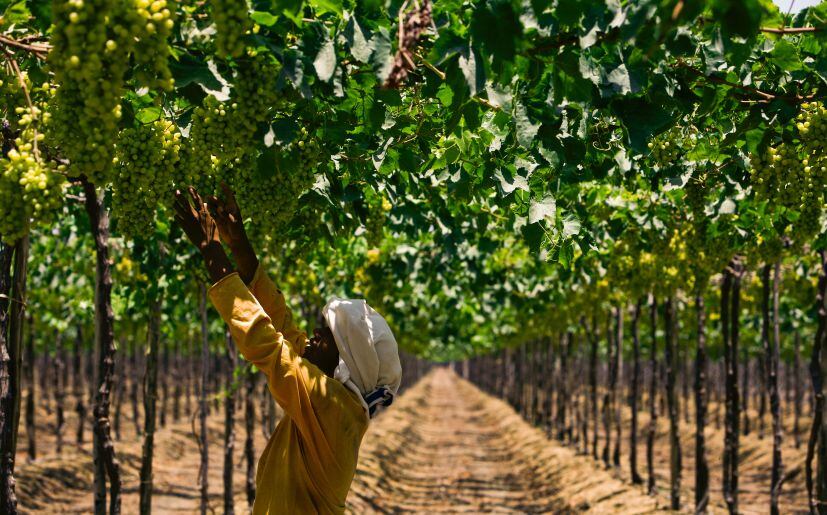 El cambio climático también va a afectar a la agricultura en el sur de Europa porque los cultivos darán menos rendimientos, aunque en el norte de Europa los rendimientos pueden aumentar. (Foto: USI)
