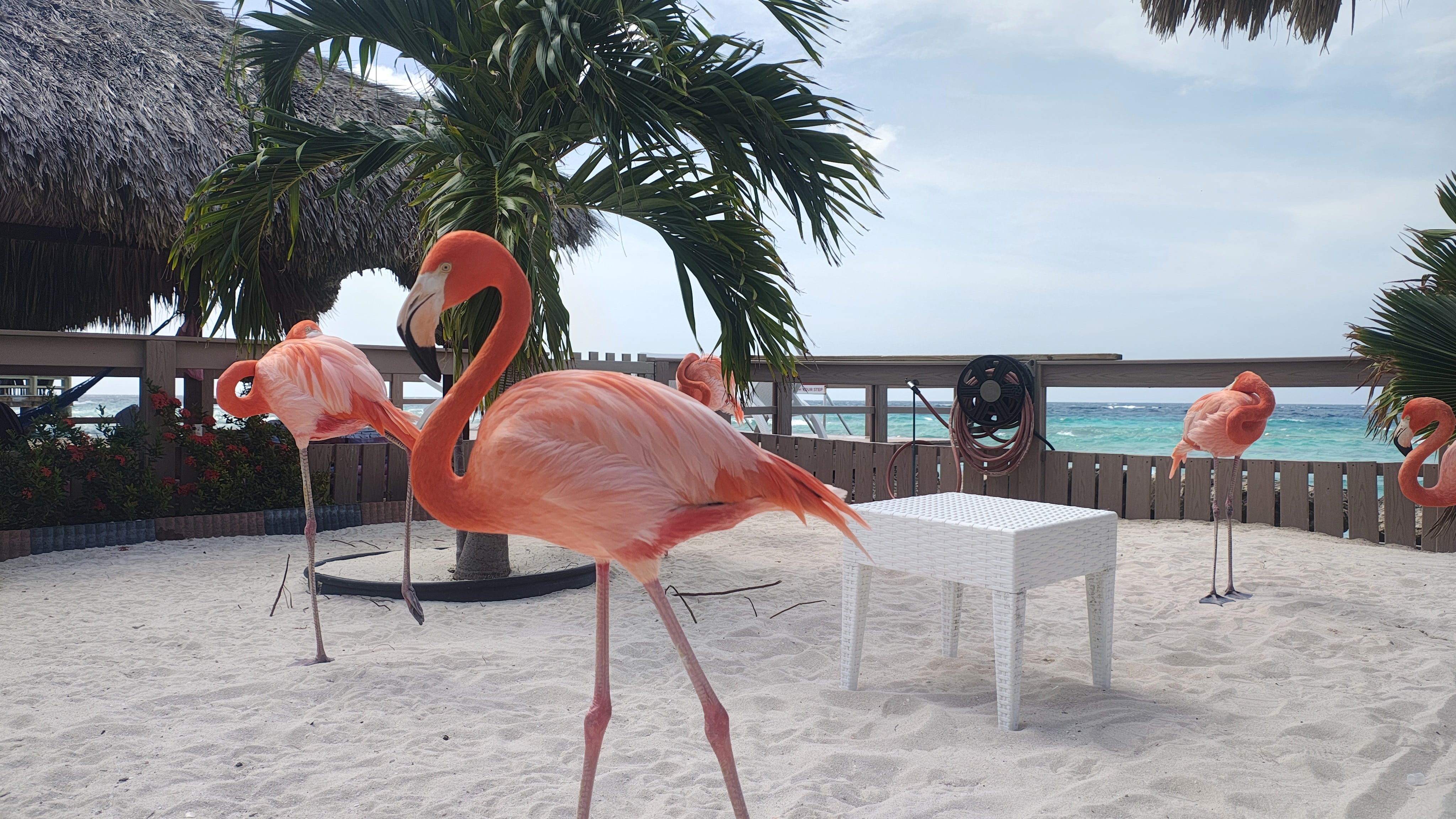De Palm Island es una pequeña isla privada y la única que cuenta con flamencos, los cuales son oriundos de Venezuela. (Foto: Camila Vera, solo para Gestión)