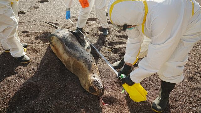 Número de lobos marinos con posibles síntomas de gripe aviar aumenta en Arequipa
