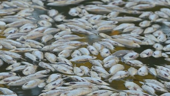 De acuerdo con las evaluaciones iniciales, en las orillas de la playa se recolectaron la semana pasada varios centenares de peces muertos que alcanzaban a una tonelada. (Foto: The Associated Press)