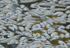 México en alerta por muerte de cientos de peces a causa de nociva alga