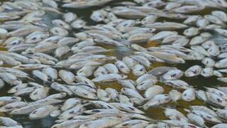 México en alerta por muerte de cientos de peces a causa de nociva alga