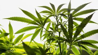 La legalización se acerca. ¿Quién será el rey de la marihuana?