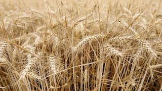 Paraguay: campaña abre debate sobre cultivo y venta del trigo transgénico HB4