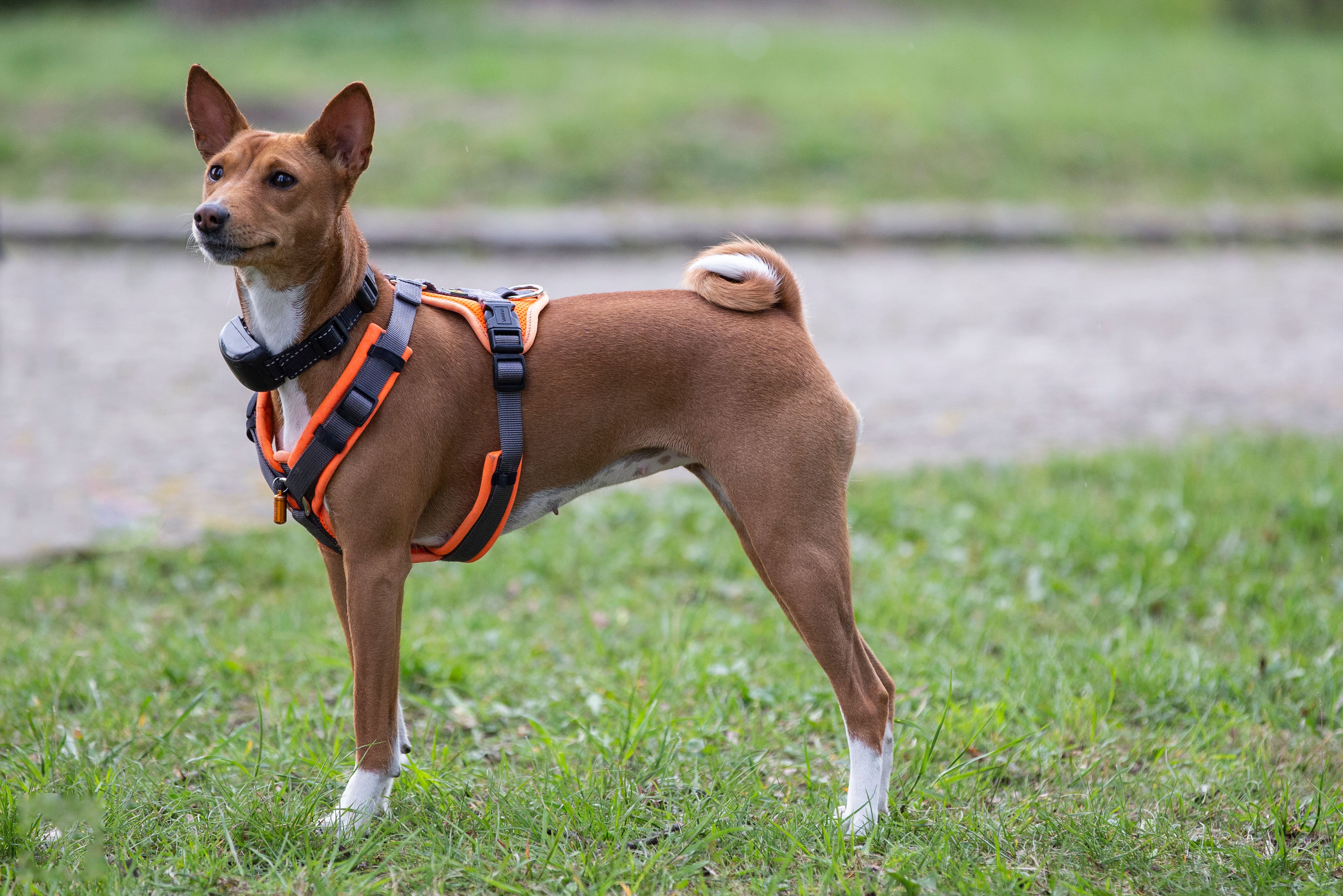Especialista considera que los animales han pasado de ser simples mascotas a convertirse en miembros de la familia, lo que modifica las prioridades de consumo. Foto: Pexels.