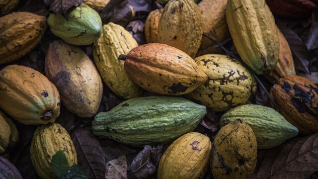Adiós al cultivo de hoja de coca por auge del cacao en Amazonía