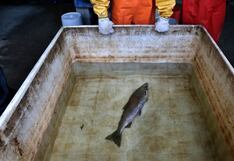 Reguladores de EE.UU. revisarán sustancia química que causa la muerte de salmones