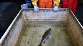 Reguladores de EE.UU. revisarán sustancia química que causa la muerte de salmones