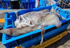 Pesca de pota se reinicia con nueva cuota, ¿de cuánto será?