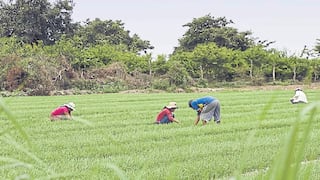 ¿Se debería subir el arancel a las importaciones de arroz?