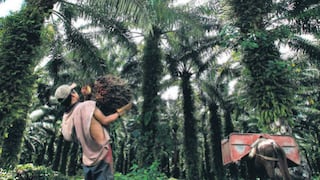 Palma aceitera, cultivo que reforesta zonas arrasadas por la coca