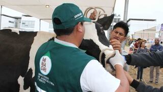 Países de la Comunidad Andina acuerdan acciones para prevenir la fiebre aftosa