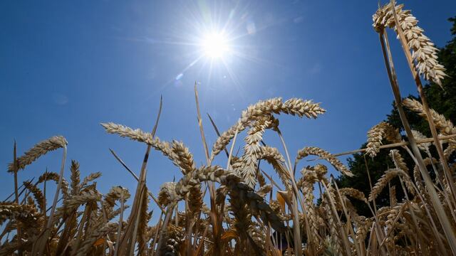 Cosecha de trigo en EE.UU. queda por debajo de las proyecciones