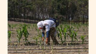 Sepa que sectores productivos crecieron más, según el INEI