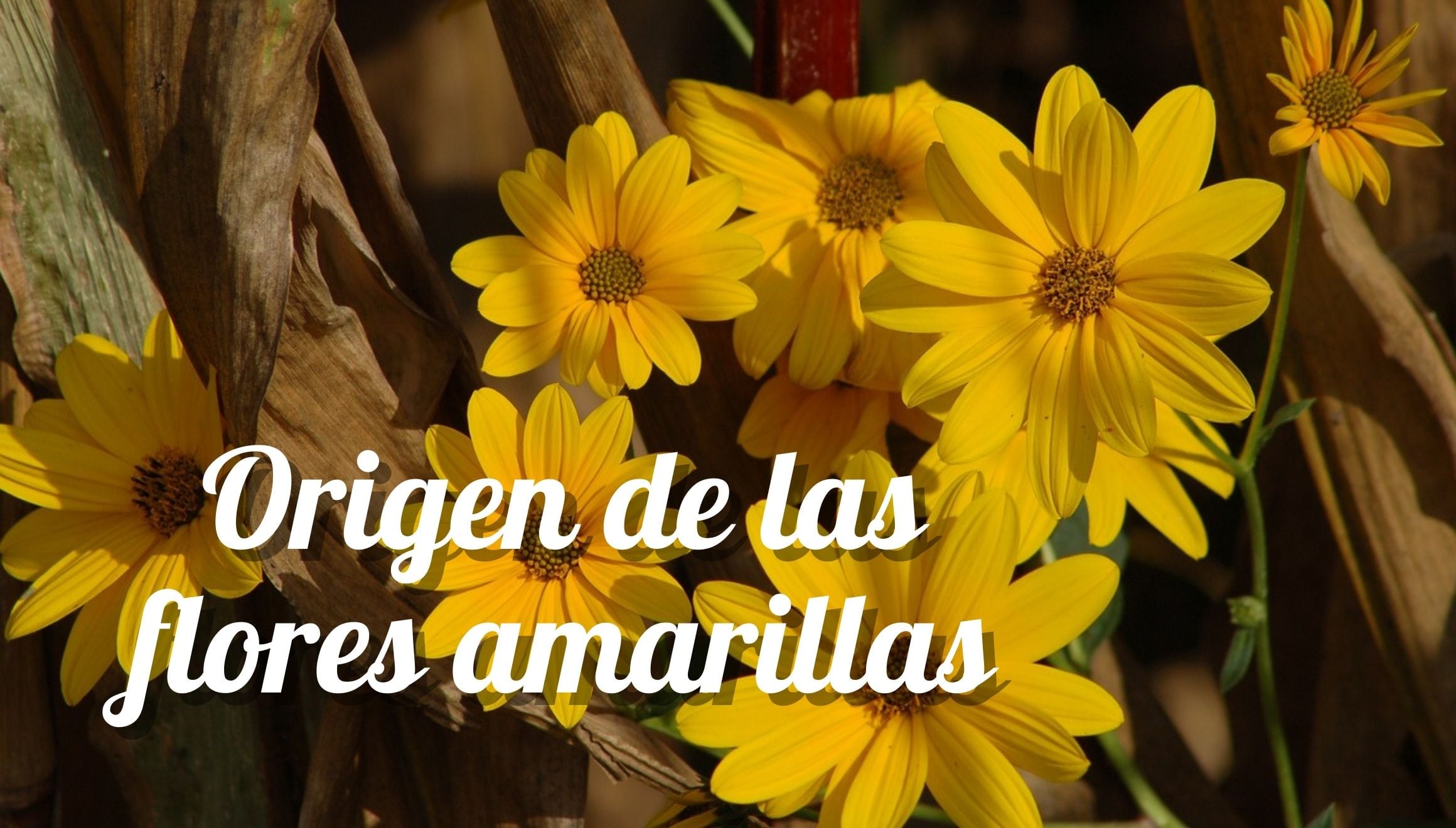 ¿Sabes por qué se regalan flores amarillas el 21 de septiembre? Te revelamos el origen de esta hermosa tradición y su significado. | Crédito: Imagen de BARBARA808 en Pixabay / Composición Mix